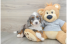 Little Mini Bernese Poodle Poodle Mix Puppy