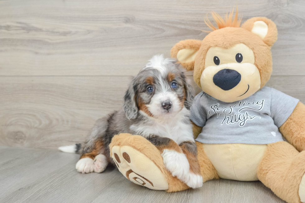 Little Mini Bernese Poodle Poodle Mix Puppy