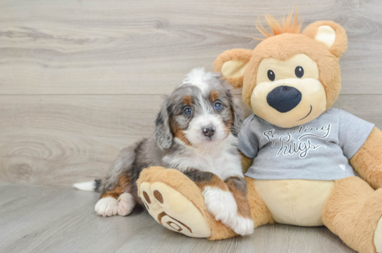 Little Mini Bernese Poodle Poodle Mix Puppy