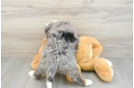 Energetic Mini Berniedoodle Poodle Mix Puppy