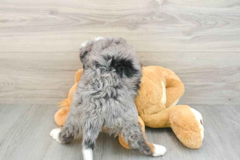 Energetic Mini Berniedoodle Poodle Mix Puppy