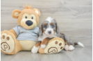 Cute Mini Bernedoodle Baby