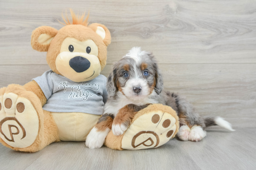 Cute Mini Bernedoodle Baby
