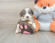5 week old Mini Bernedoodle Puppy For Sale - Premier Pups