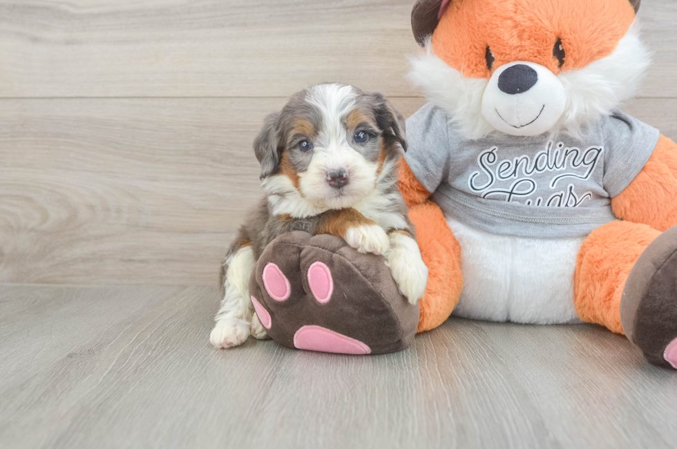 5 week old Mini Bernedoodle Puppy For Sale - Premier Pups