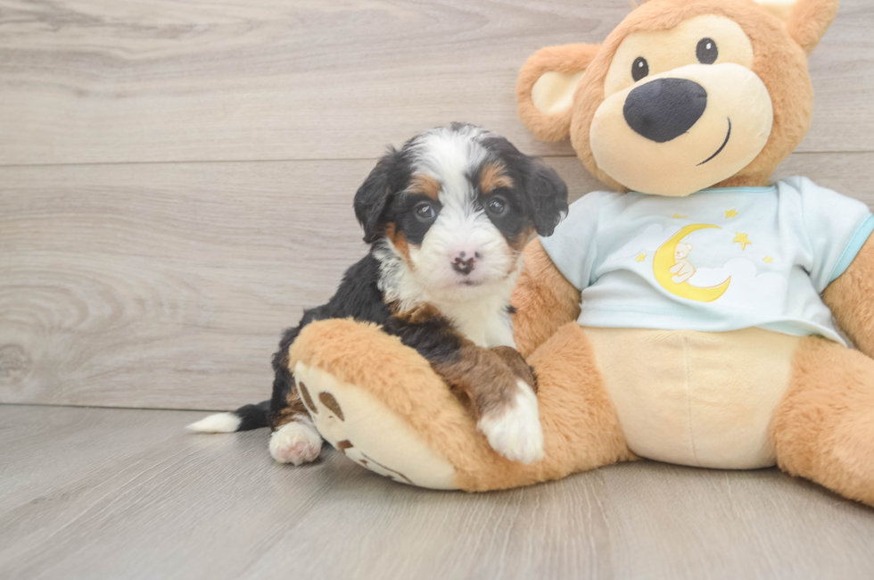 5 week old Mini Bernedoodle Puppy For Sale - Premier Pups