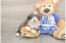 Adorable Mini Bernadoodle Poodle Mix Puppy