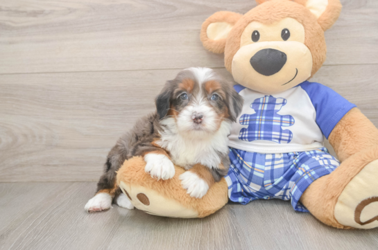 Adorable Mini Bernadoodle Poodle Mix Puppy