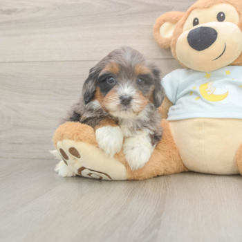 BOMBAY, a Mini Bernedoodle puppy from Fernley NV