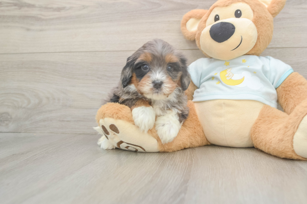 5 week old Mini Bernedoodle Puppy For Sale - Premier Pups