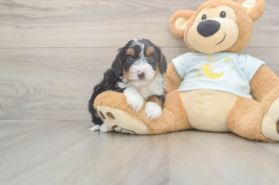 5 week old Mini Bernedoodle Puppy For Sale - Premier Pups