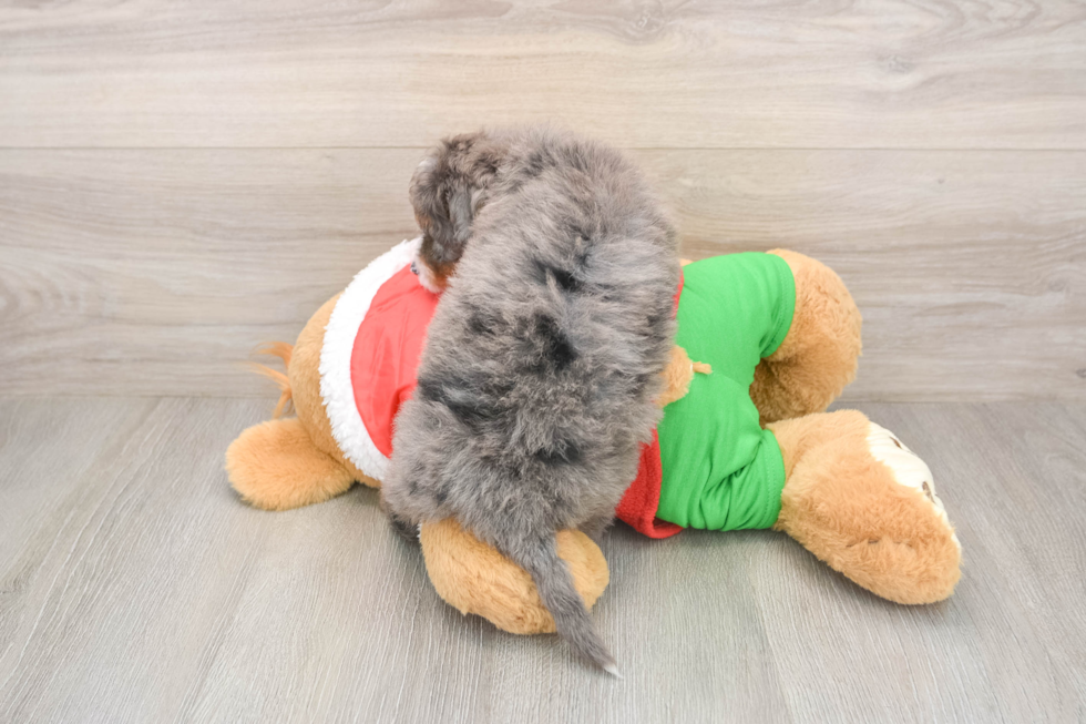 Funny Mini Bernedoodle Poodle Mix Pup