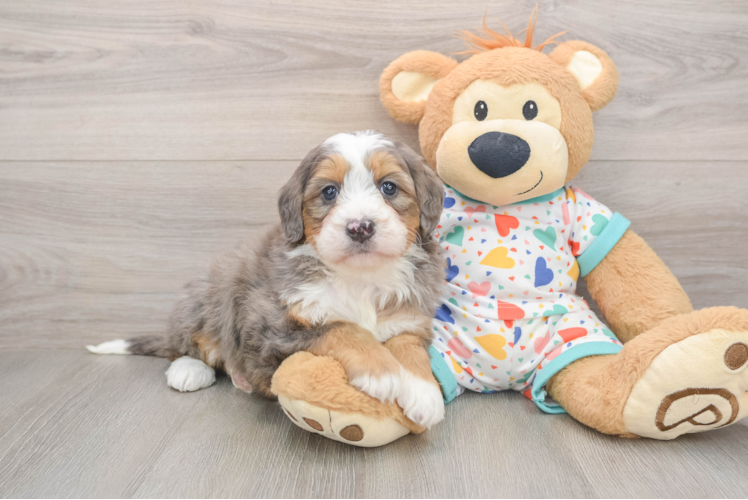 Petite Mini Bernedoodle Poodle Mix Pup