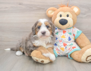 6 week old Mini Bernedoodle Puppy For Sale - Premier Pups