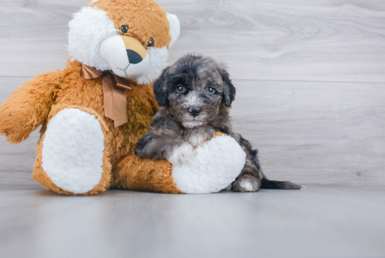 Best Mini Bernedoodle Baby