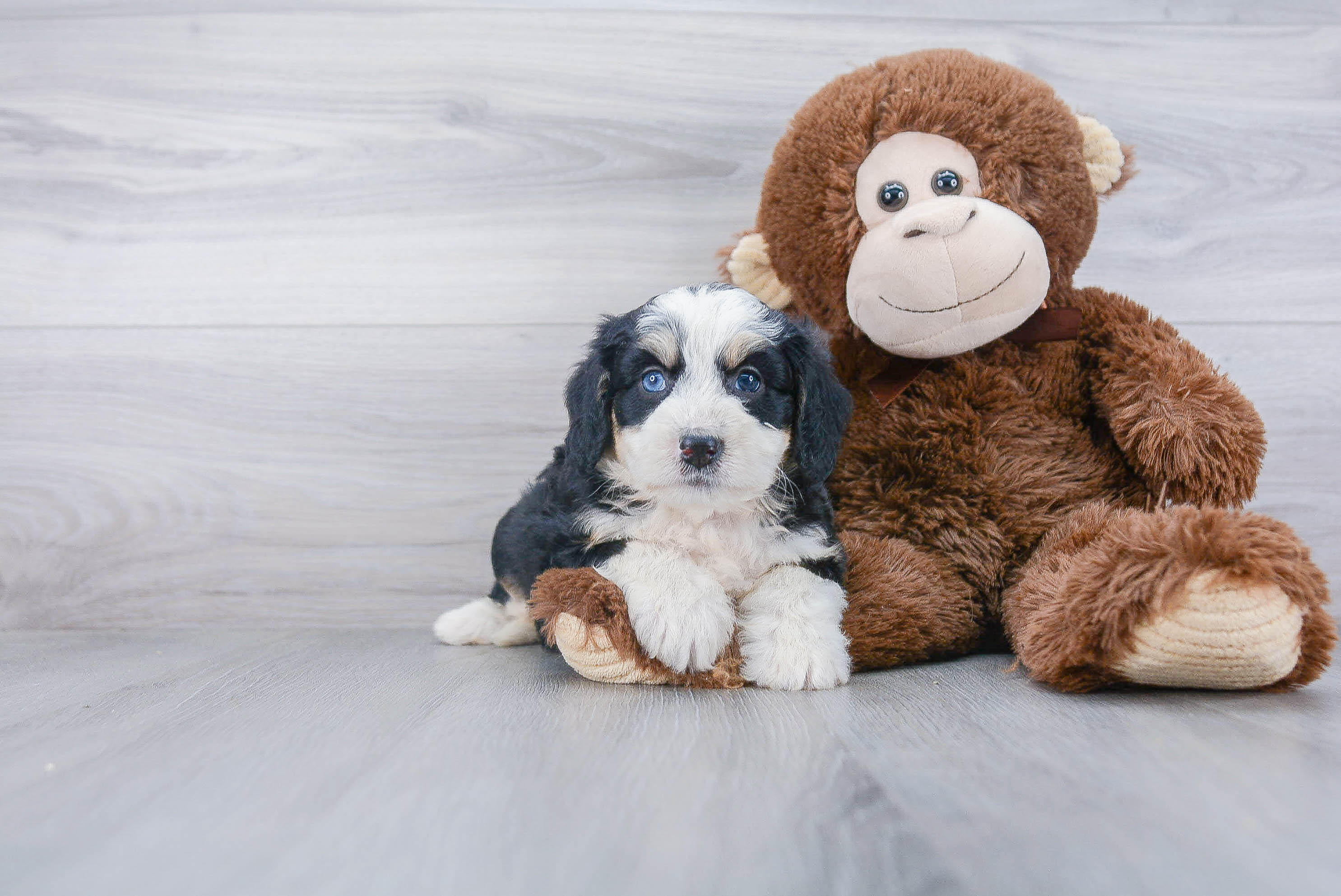 Energetic Mini Berniedoodle Poodle Mix Puppy