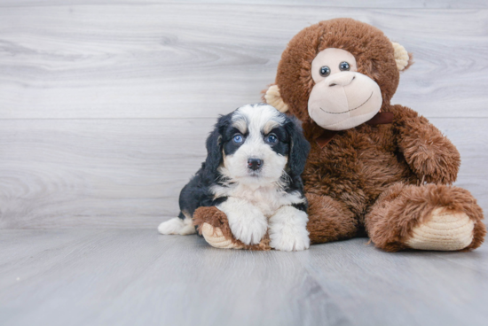 Energetic Mini Berniedoodle Poodle Mix Puppy