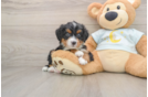 Mini Bernedoodle Puppy for Adoption