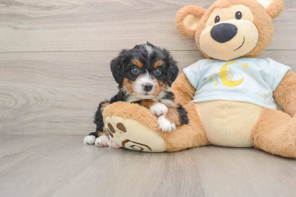 Mini Bernedoodle Puppy for Adoption