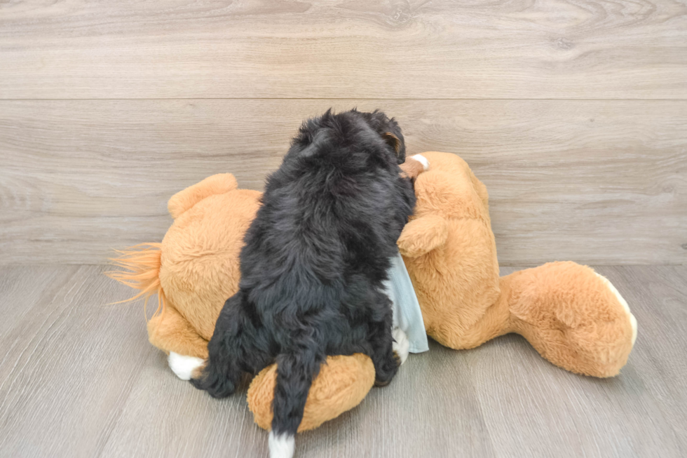 Mini Bernedoodle Puppy for Adoption