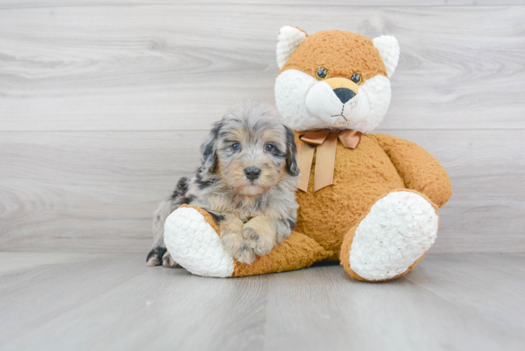 Mini Bernedoodle Pup Being Cute