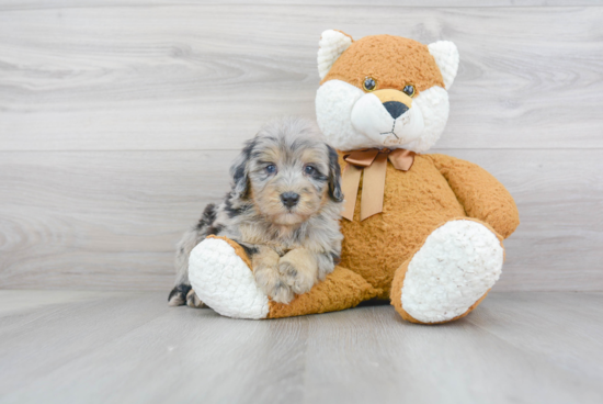 Mini Bernedoodle Pup Being Cute