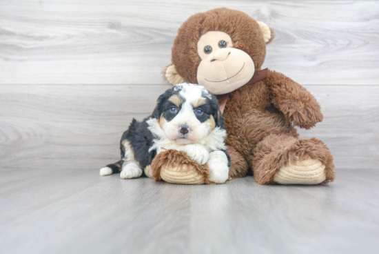 Friendly Mini Bernedoodle Baby