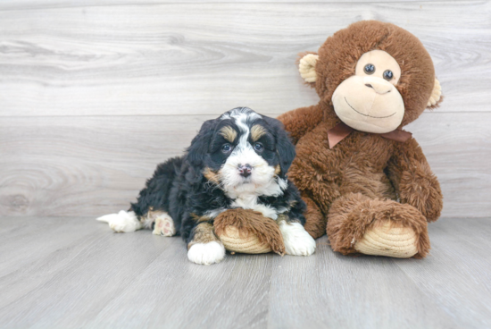 Best Mini Bernedoodle Baby