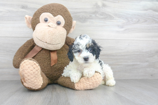 Happy Mini Bernedoodle Baby