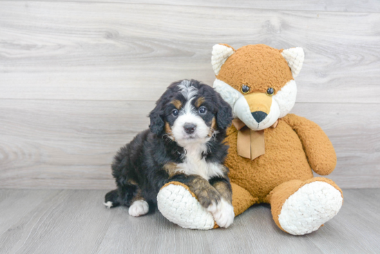 Mini Bernedoodle Puppy for Adoption