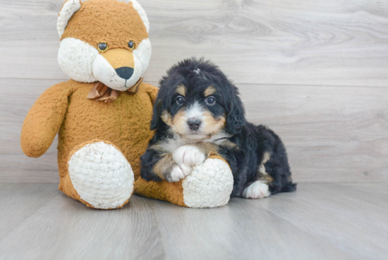 Best Mini Bernedoodle Baby