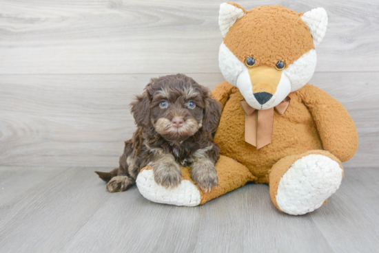 Small Mini Bernedoodle Baby