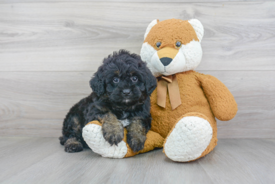 Funny Mini Bernedoodle Poodle Mix Pup