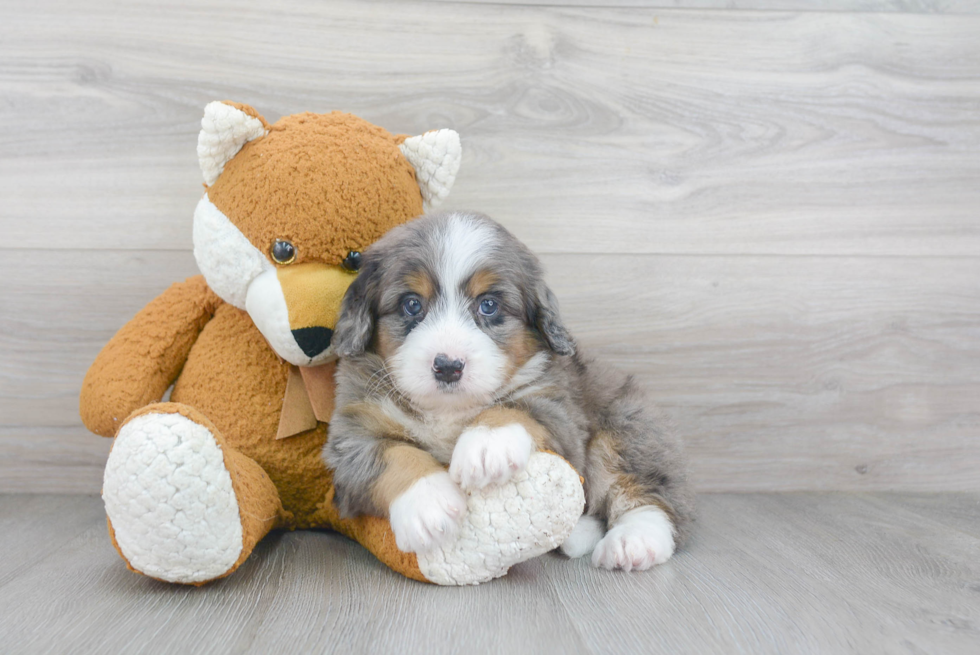 Mini Bernedoodle Puppy for Adoption