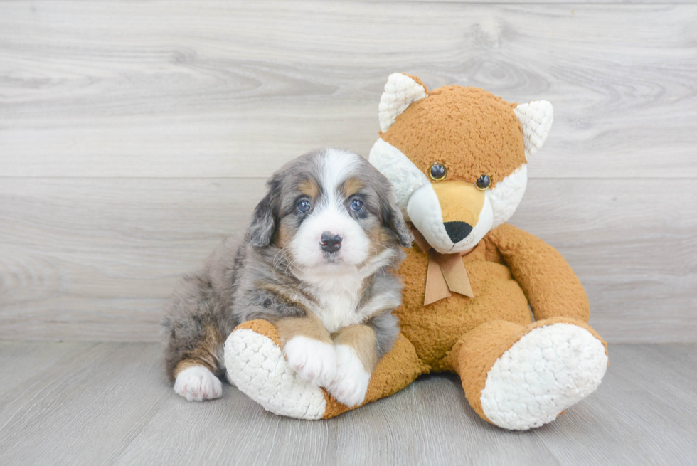 Popular Mini Bernedoodle Poodle Mix Pup