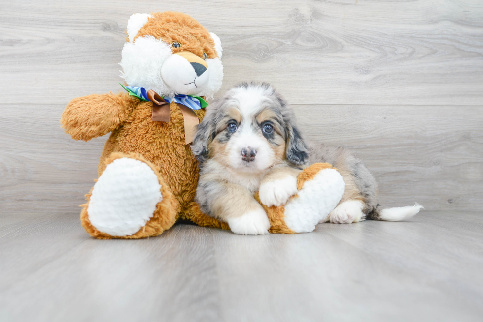 Best Mini Bernedoodle Baby