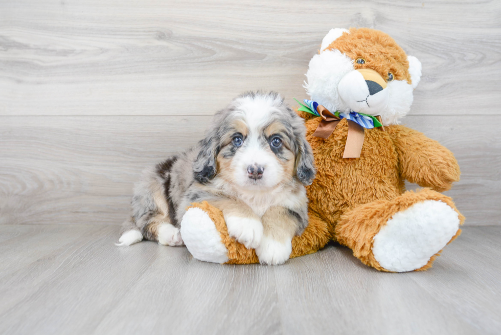 Adorable Mini Berniedoodle Poodle Mix Puppy