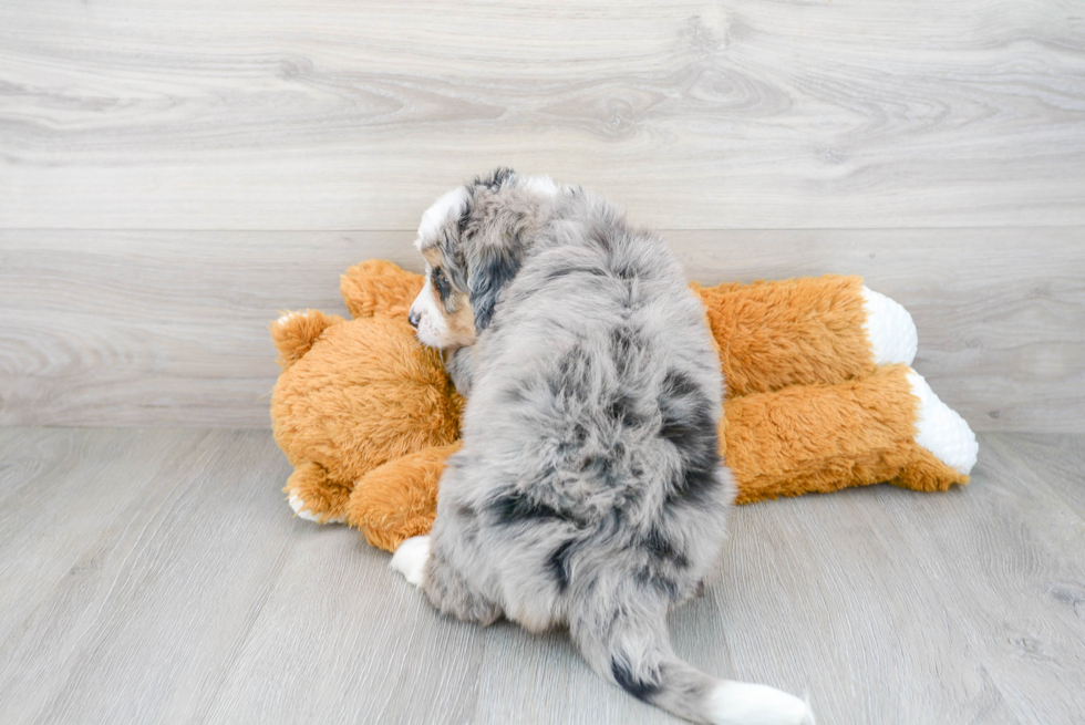 Best Mini Bernedoodle Baby