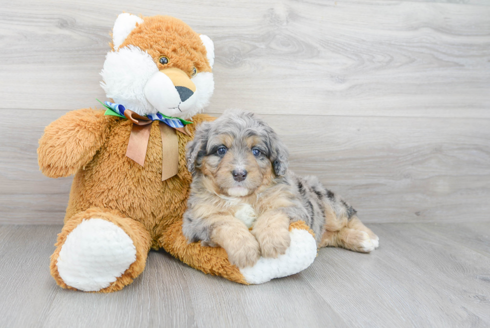 Best Mini Bernedoodle Baby