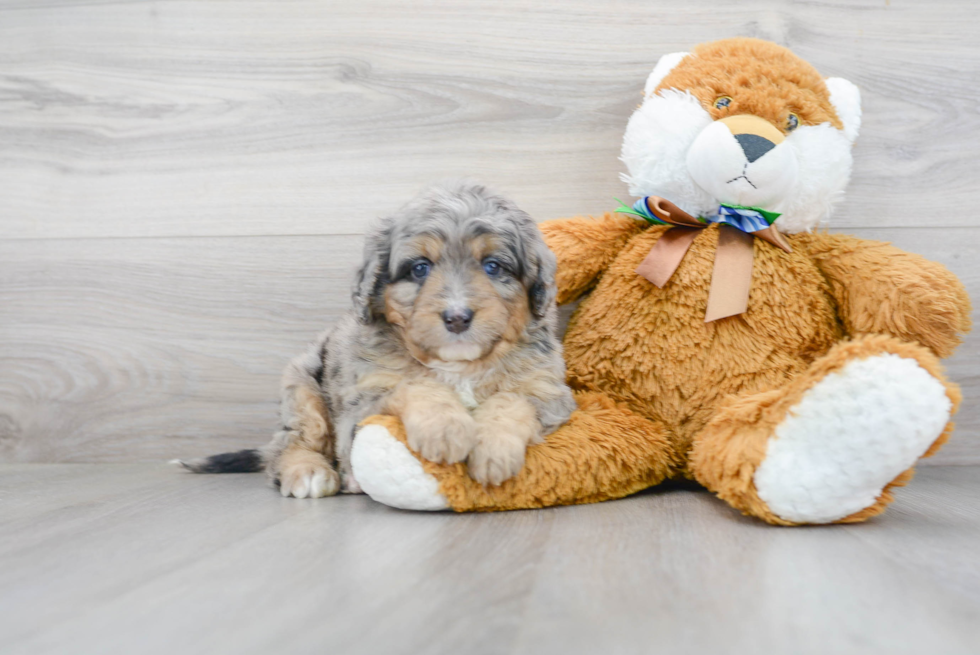 Funny Mini Bernedoodle Poodle Mix Pup