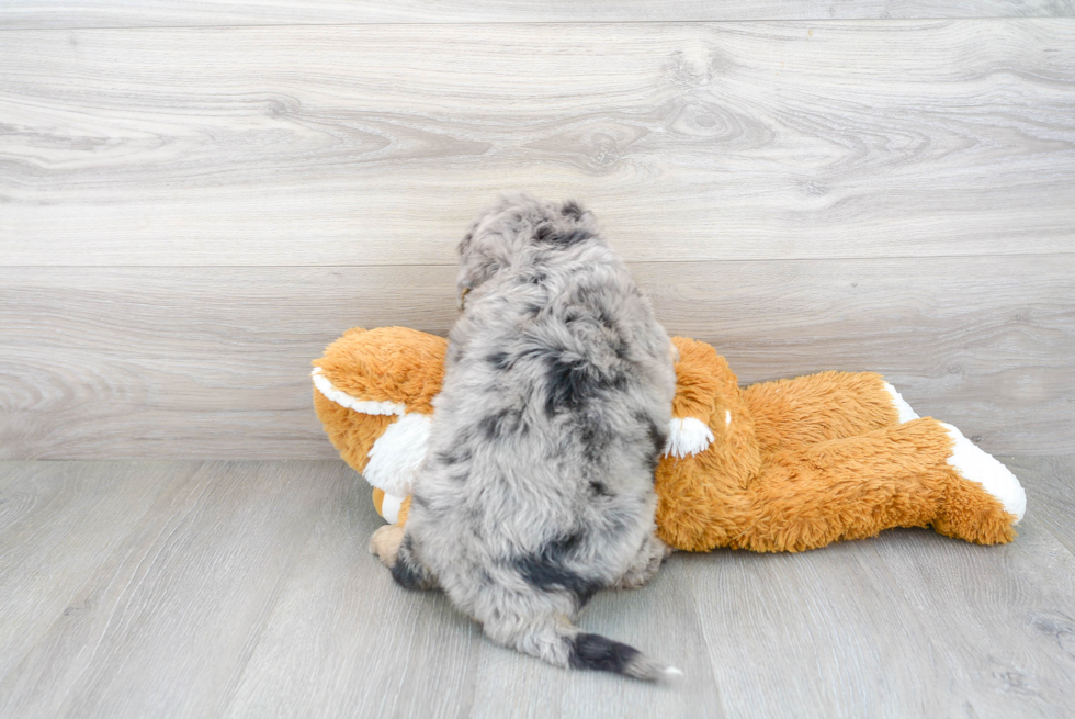 Smart Mini Bernedoodle Poodle Mix Pup