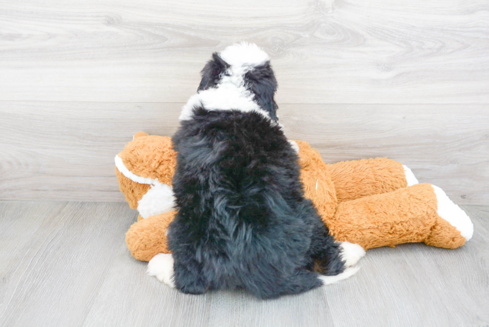 Mini Bernedoodle Pup Being Cute