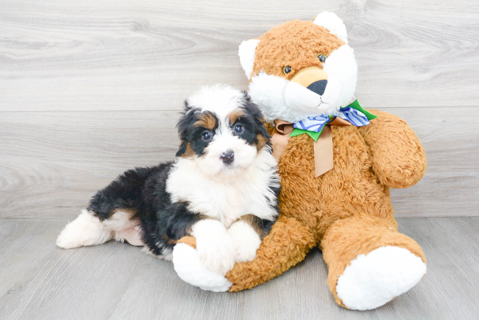 Mini Bernedoodle Puppy for Adoption