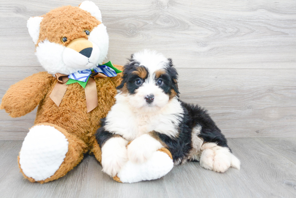 Friendly Mini Bernedoodle Baby