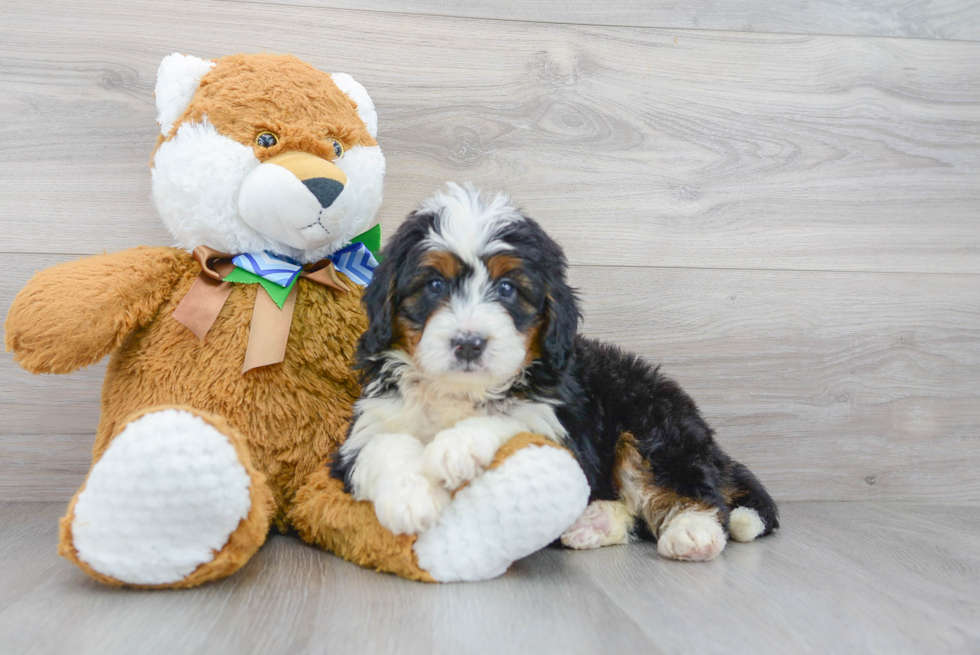 Petite Mini Bernedoodle Poodle Mix Pup