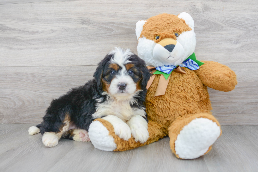 Best Mini Bernedoodle Baby