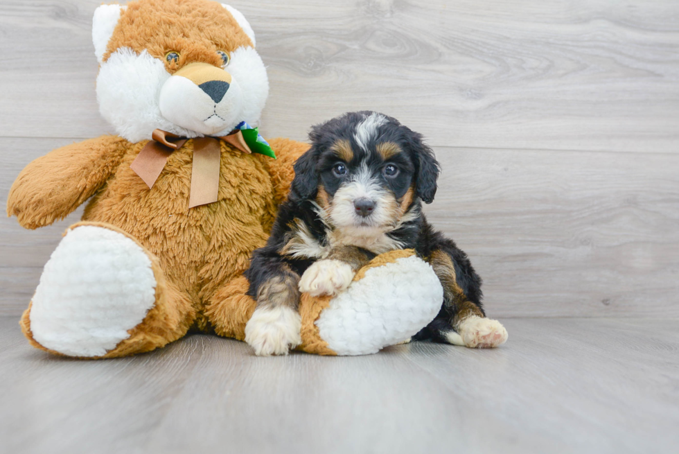 Cute Mini Bernedoodle Baby