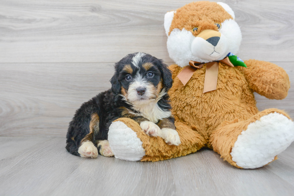 Funny Mini Bernedoodle Poodle Mix Pup