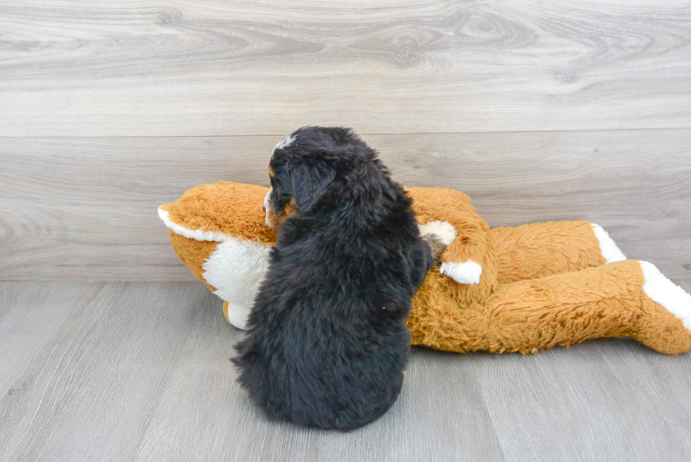 Friendly Mini Bernedoodle Baby