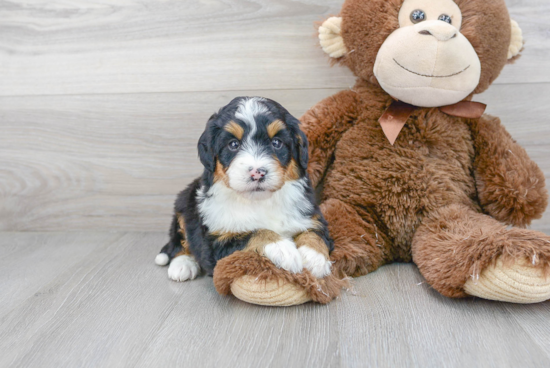 Mini Bernedoodle Puppy for Adoption